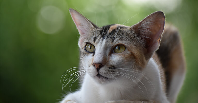 Katze in der Hauptrolle