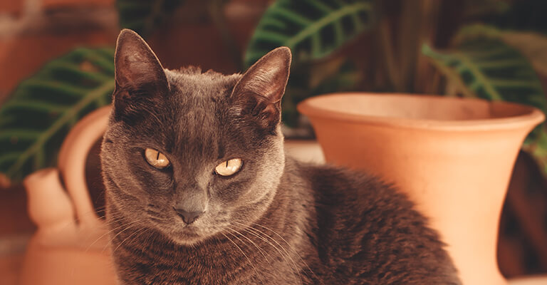 Russisch blaue Katze