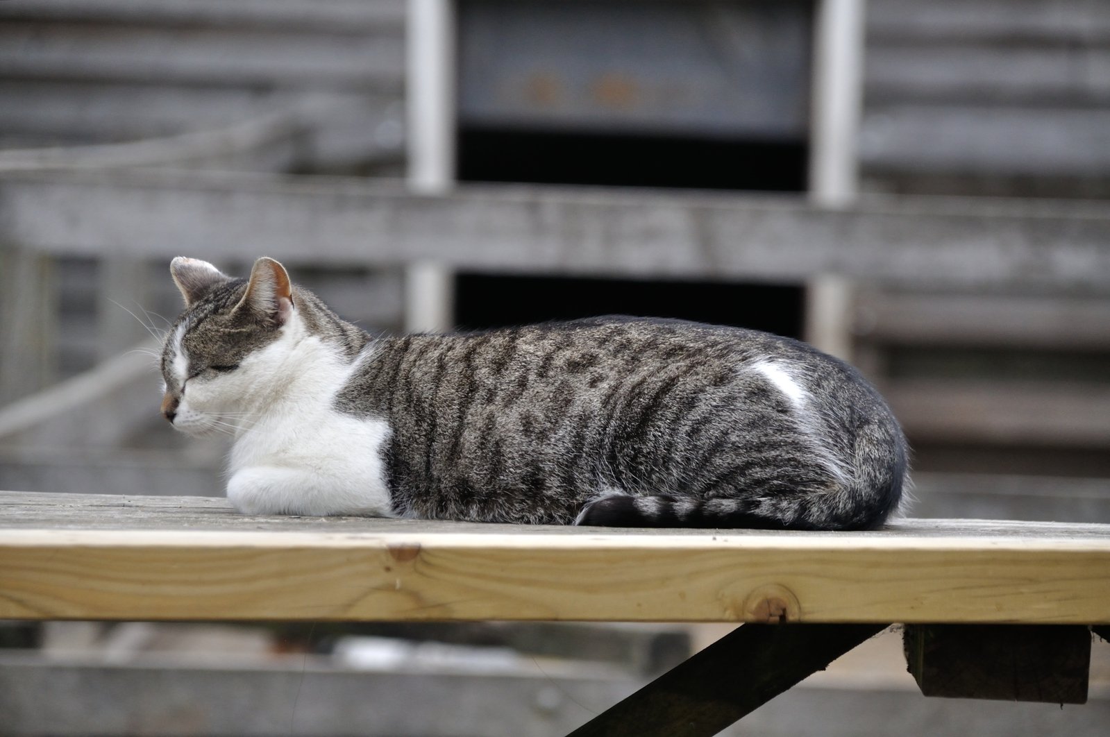 Katze liegt flach auf dem Bauch